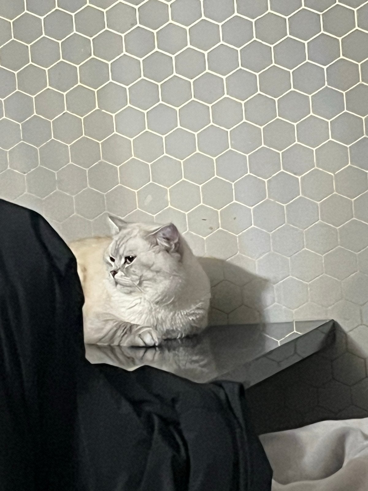 Een kater voor dekken, Kater, Kortharig, 0 tot 2 jaar