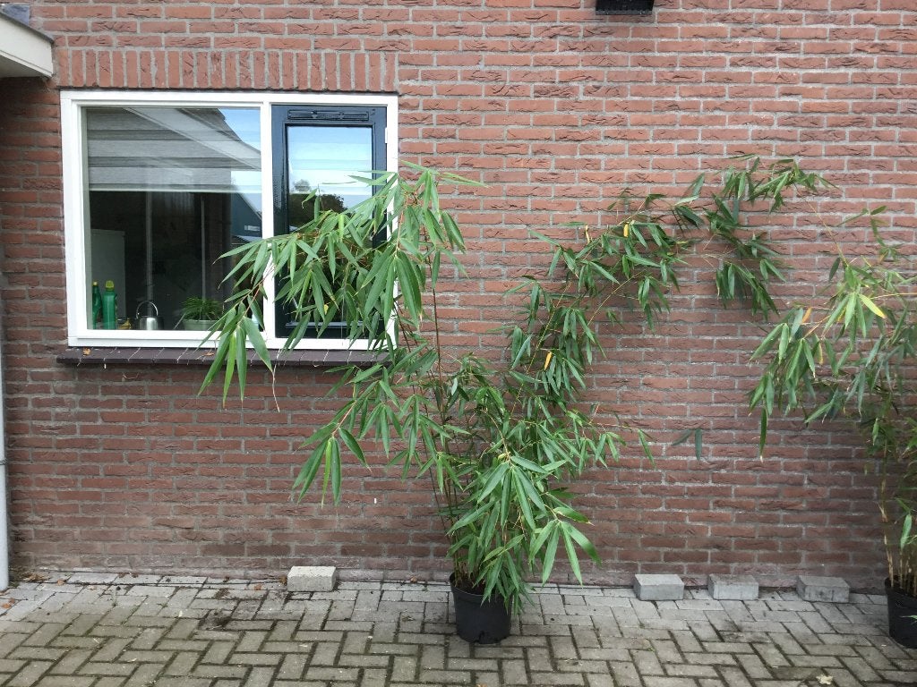 Fargesia Robusta Formidable, niet woekerende bamboe!!!, Tuin en Terras, Vaste plant, Bloeit niet, Halfschaduw, Ophalen