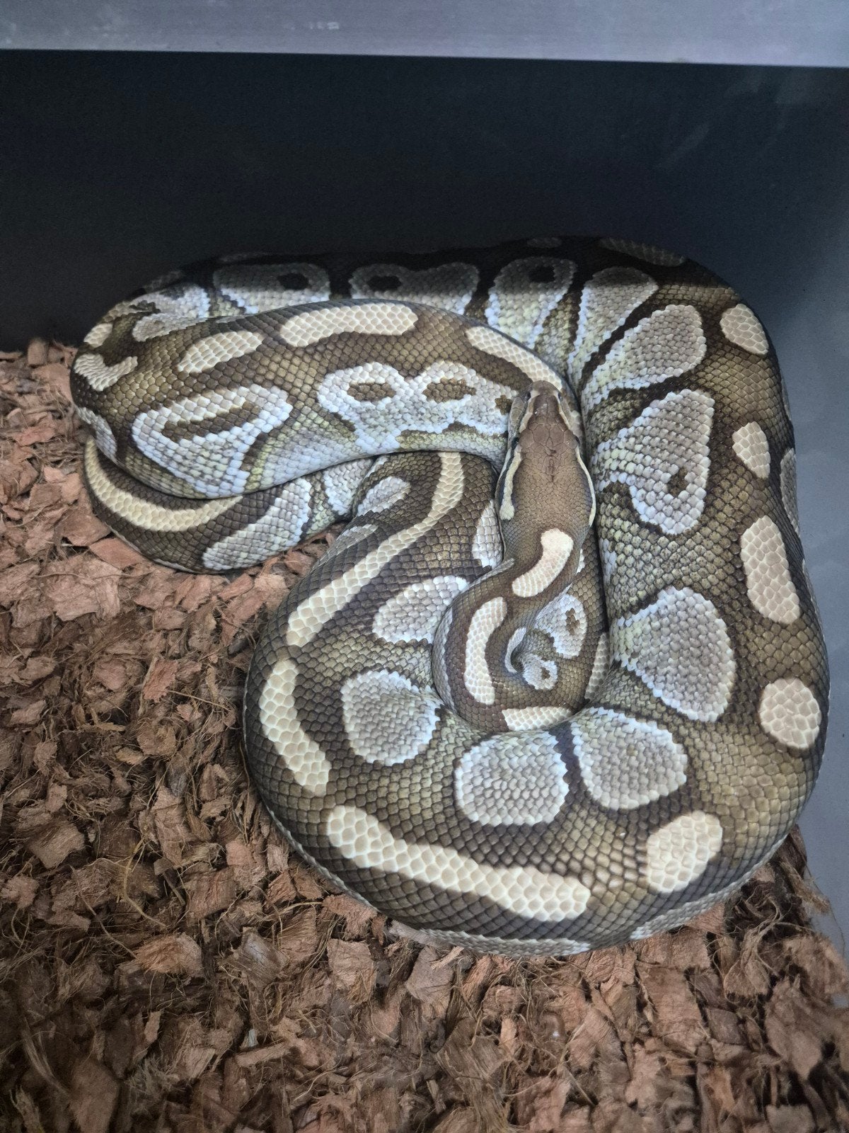 butter het desert ghost  vrouw Ball Python - female for sale from James