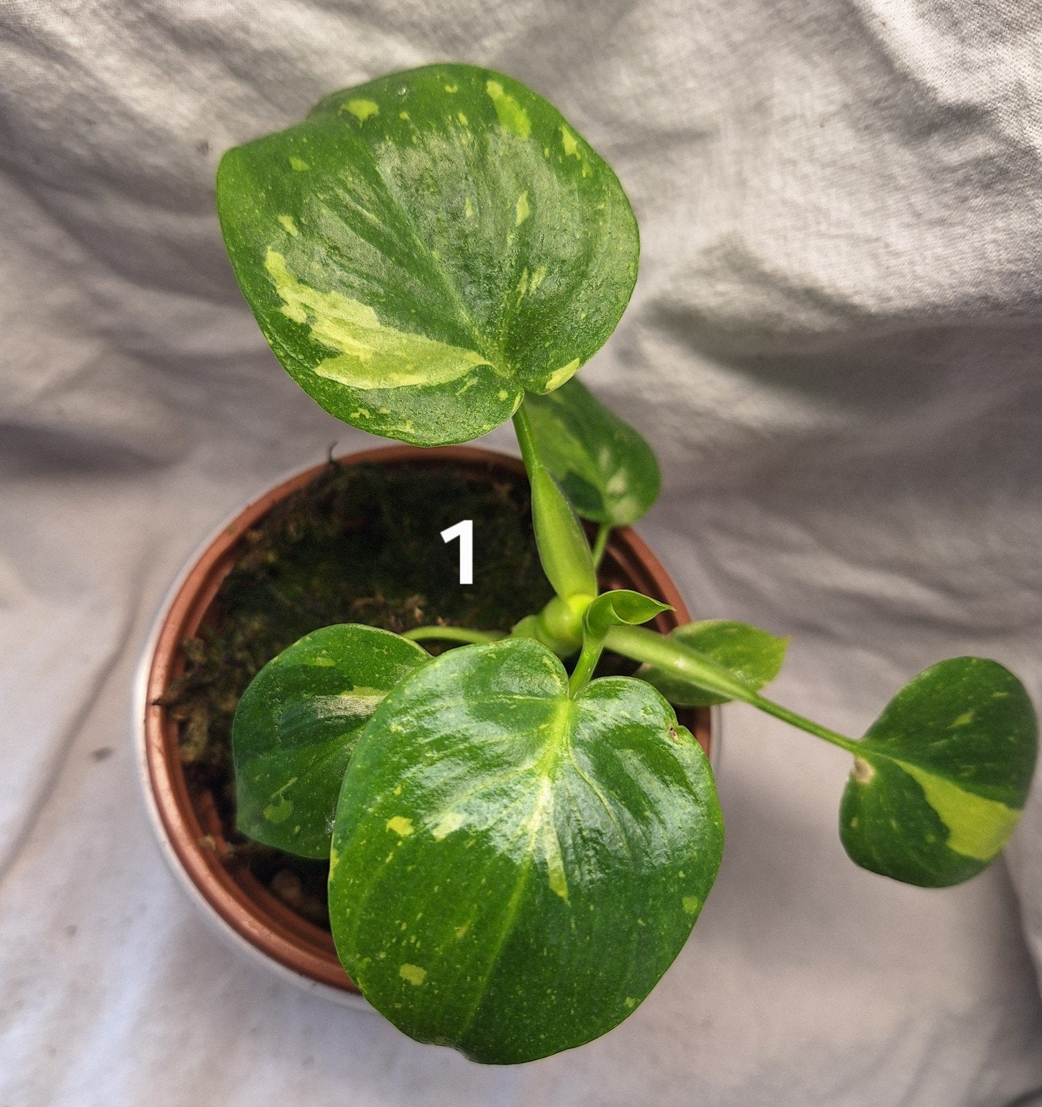 Philodendron Warszewiczii Tricolor Variegata - Zeldzaam!, Verzenden