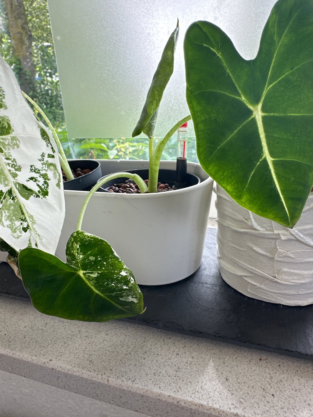 Alocasia frydeck variegated in hydrocultuur, potmaat 8cm, Overige soorten, In pot, Minder dan 100 cm, Groene kamerplant