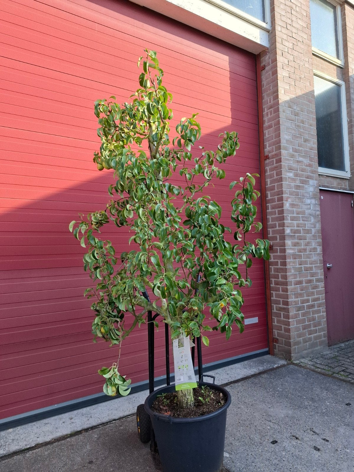 mooie oude fruitbomen !!, Tuin en Terras, Ophalen of Verzenden, Bloeit niet, Volle zon, Overige soorten