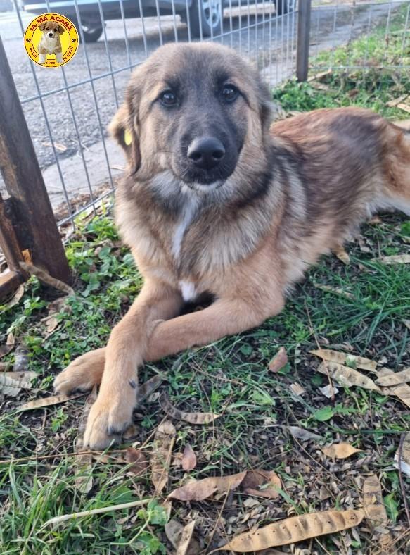 Vriendinnetjes Izzy (en Betty)ter adoptie!, Dieren en Toebehoren, Honden | Niet-rashonden, Middel, Teef, Particulier, Meerdere
