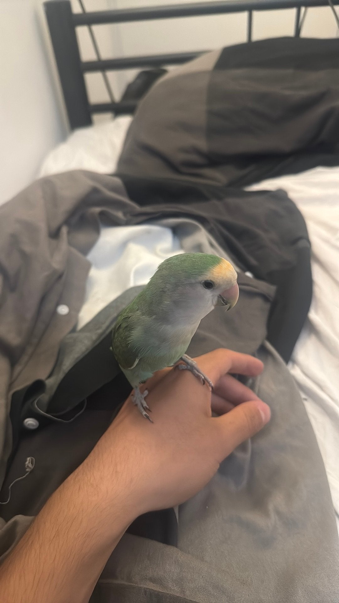 Love bird, Mannelijk, Parkiet