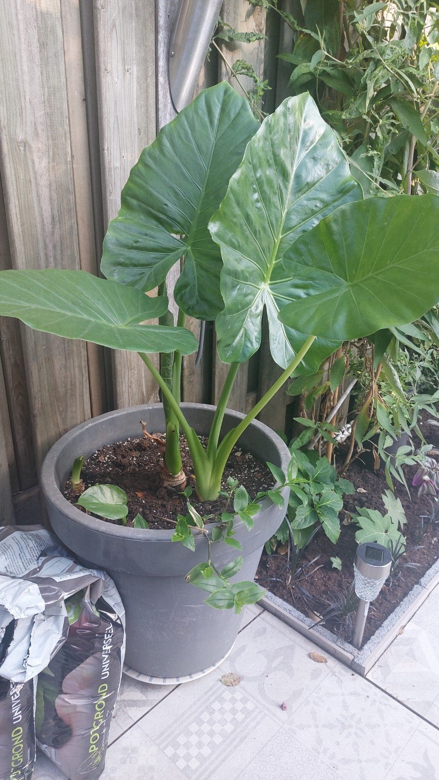 alocasia macrorrhiza, Ophalen, Overige soorten, Volle zon