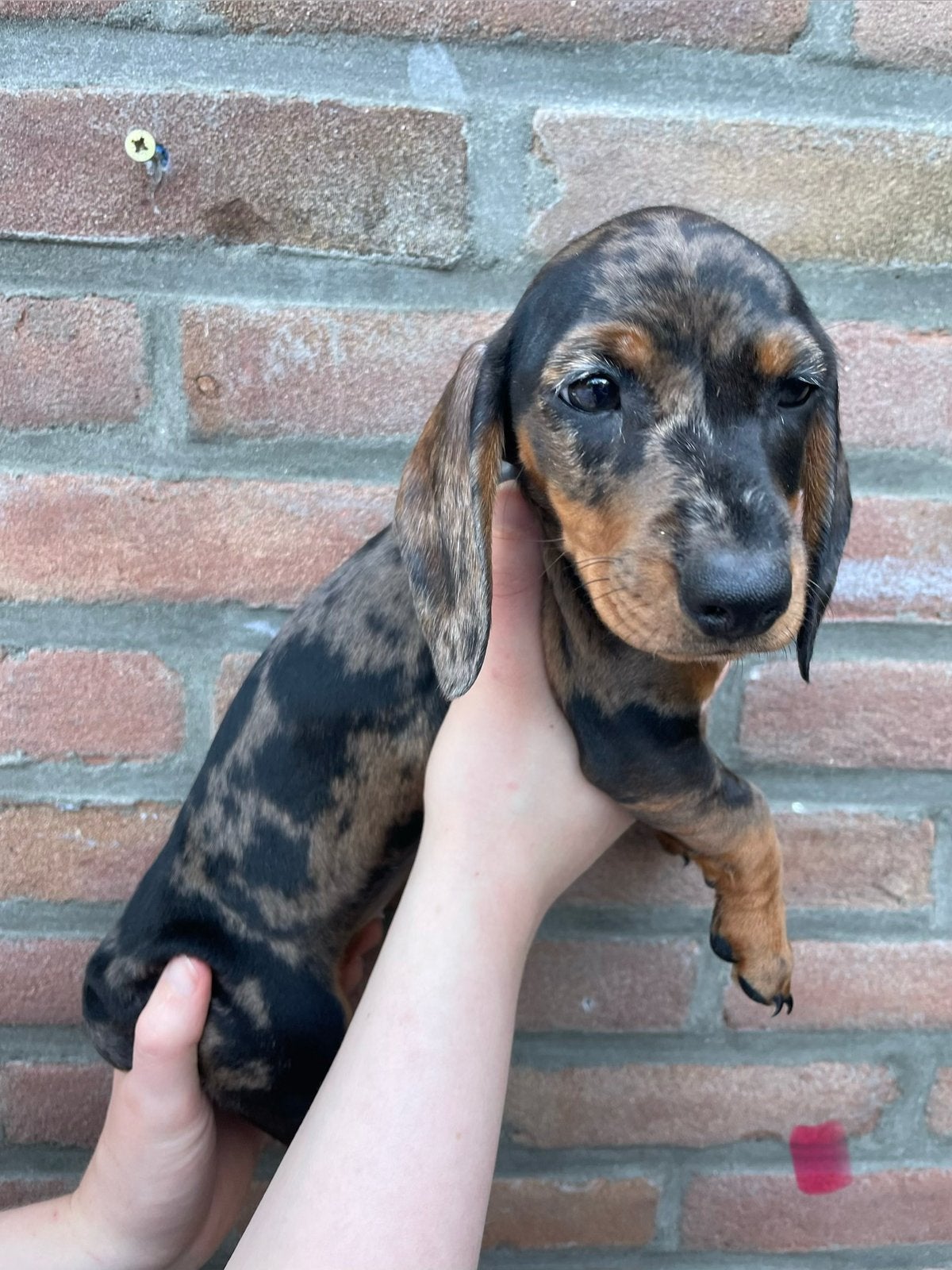 Mooie Dwerg teckels pups 10 week oud. Teefje en reutje, Korthaar, Dwerg, Meerdere, Meerdere dieren