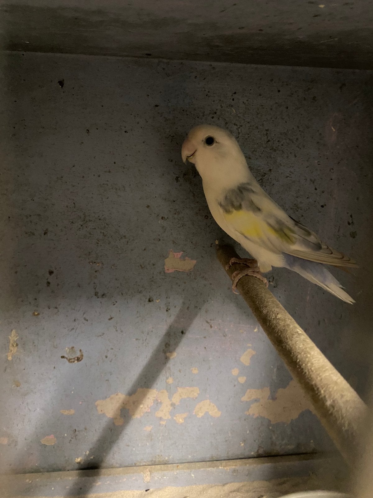 0-1 kweekrijpe fischeri agapornis, dwergpapegaai, Mannelijk, Dwergpapegaai of Agapornis