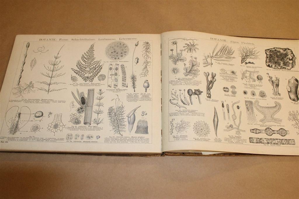 Antieke Natuurhistorische Atlas [1892] — Veel Litho's, Ophalen of Verzenden