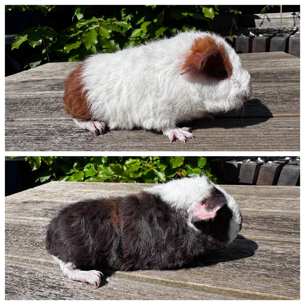 2 jonge knappe US teddy baby broertjes, Cavia, April, Mannelijk, Tam