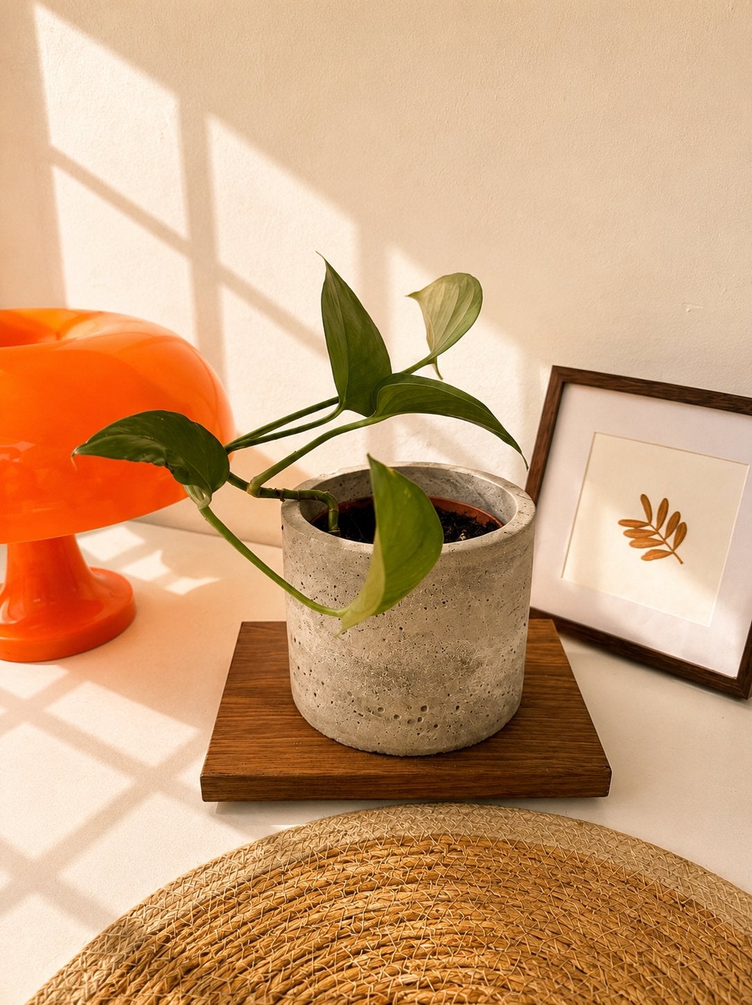In betonnen cachepot! Golden Pothos, Epipremnum Aureum, Ophalen of Verzenden, Zo goed als nieuw