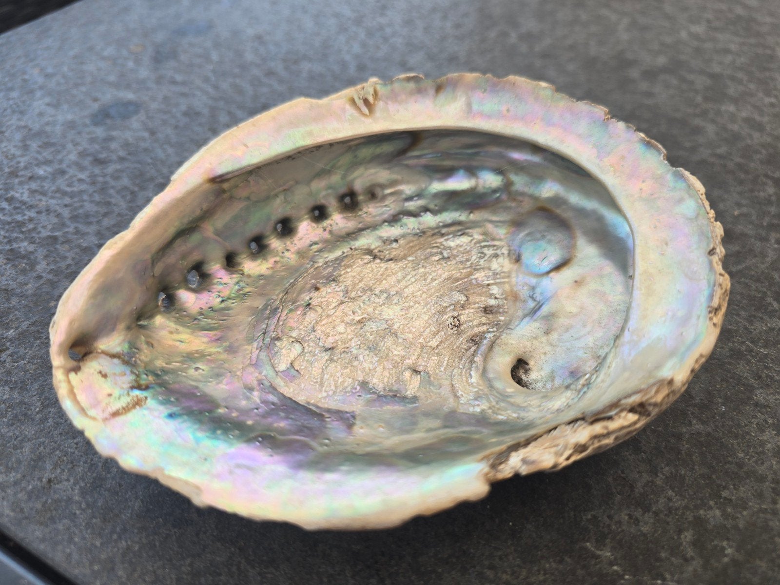 Prachtige Abalone Schelp - Natuurlijke Decoratie (DOOS 3), Ophalen of Verzenden, Gebruikt