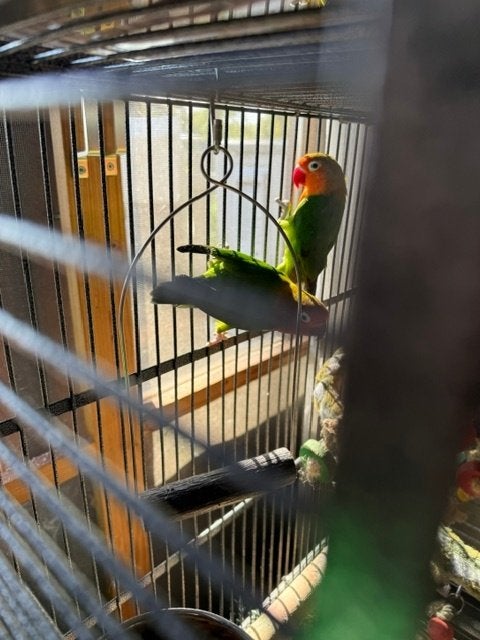 Agapornis koppel (Man en vrouw) met kooi en alle toebehoren., Dieren en Toebehoren, Meerdere dieren, Dwergpapegaai of Agapornis