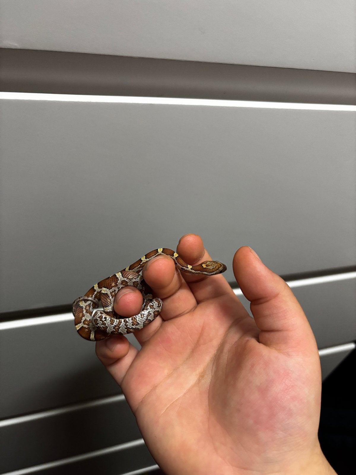 Korenslang Corn Snake - unknown for sale from Lana