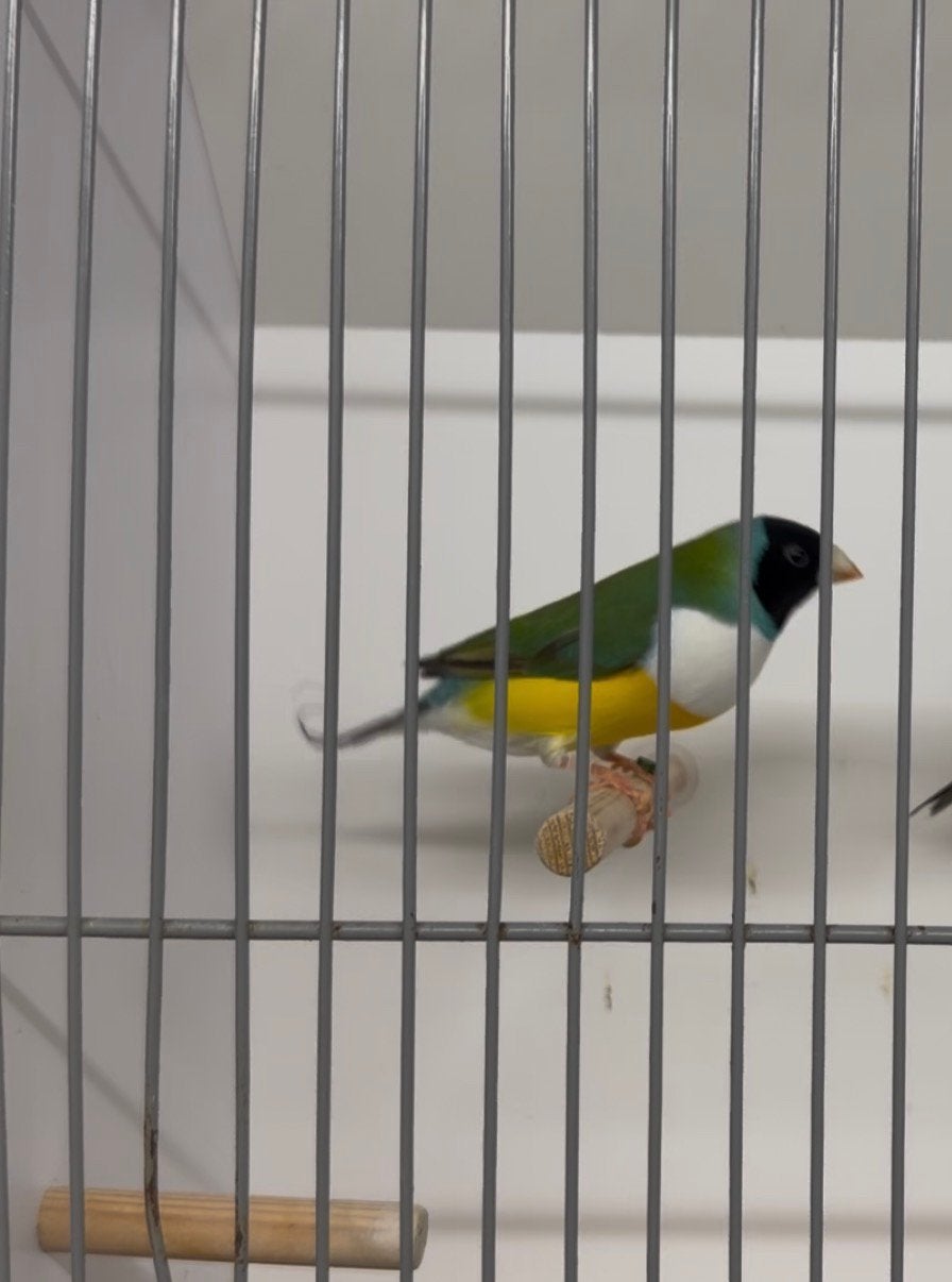 Gouldamadine witborst man, Mannelijk, Tropenvogel, Geringd