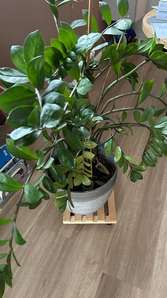 Zwarte nachtschade, Ophalen, 100 tot 150 cm, Overige soorten, Halfschaduw