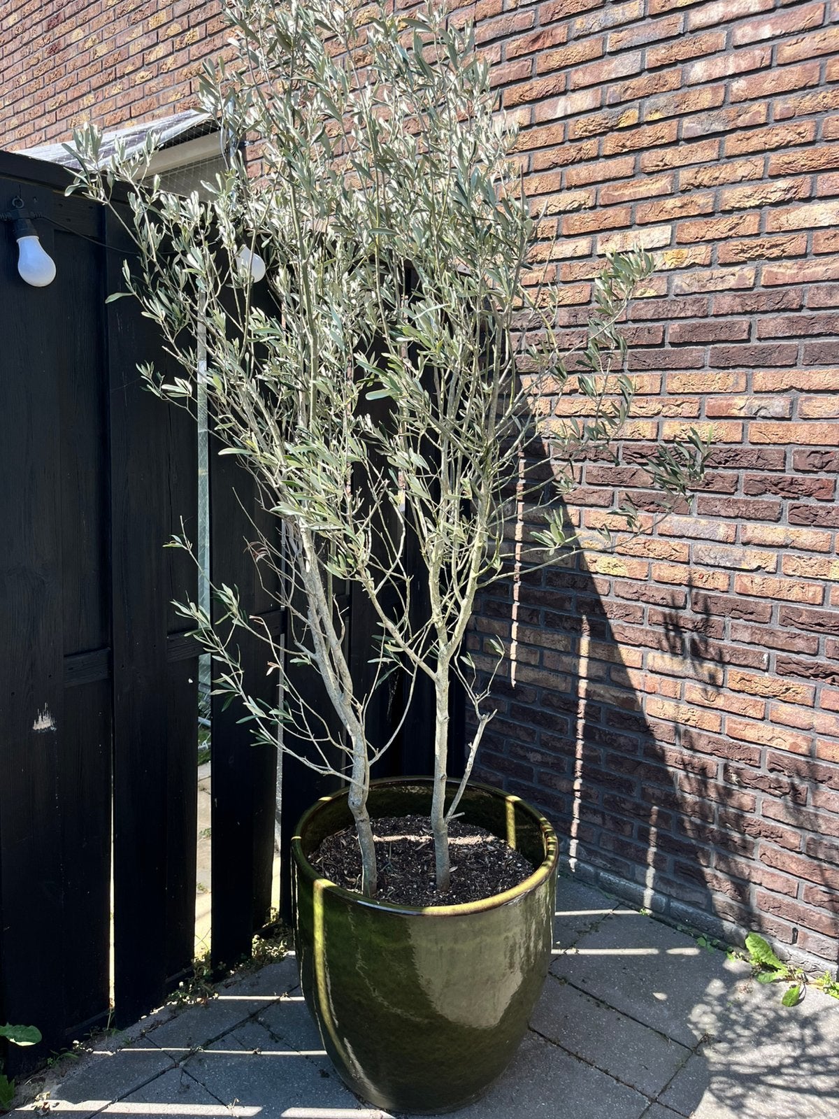 Groene pot plus olijfboom, 100 tot 250 cm, Zomer, Palmboom, Ophalen