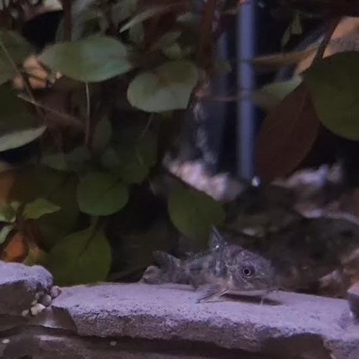 Corydoras paleatus, Dieren en Toebehoren, Reptielen en Amfibieën, Schildpad, 0 tot 2 jaar