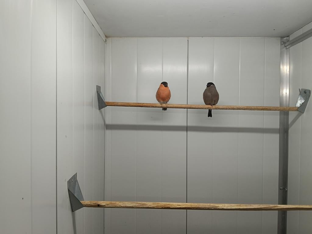 Koppel goudvinken, Meerdere dieren, Wildzangvogel
