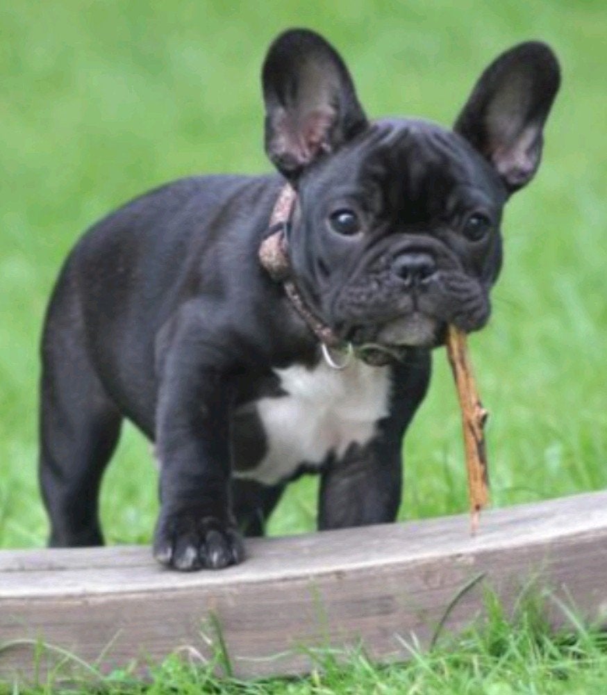 *Franse Bulldog Pups Teefjes Reutjes 3 om 3*, Fokker | Hobbymatig, 15 weken tot 1 jaar, Buitenland, Bulldog