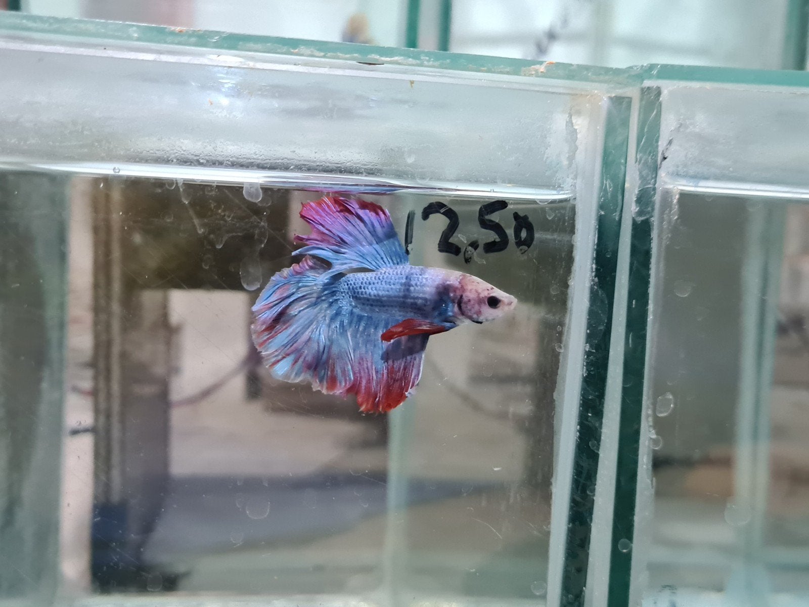 Betta splendens super delta kempvis man, Dieren en Toebehoren, Vis, Zoetwatervis