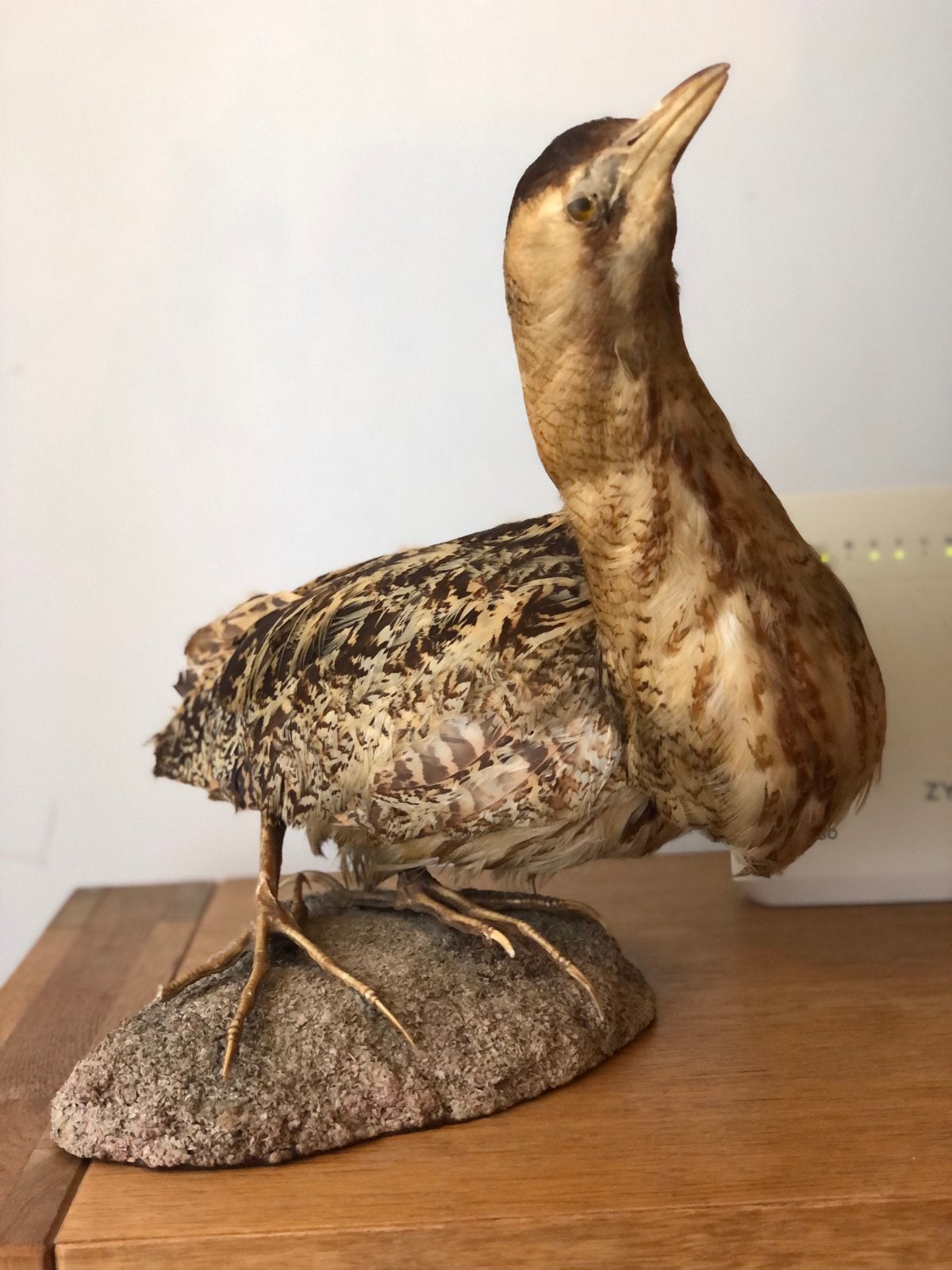Opgezette vogel, Ophalen of Verzenden, Zo goed als nieuw, Vogel, Opgezet dier