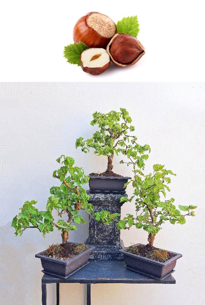 1 Krulhazelaar Bonsai- Corylus Avellana Twister, In pot, Halfschaduw, Lente, Minder dan 100 cm