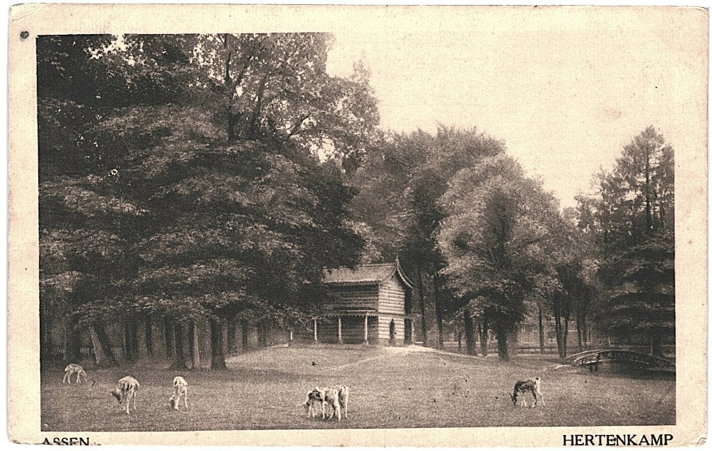 805121	Assen	1919 Hertenkamp	Gelopen met postzegel, Ophalen of Verzenden, Voor 1920, Gelopen, Drenthe