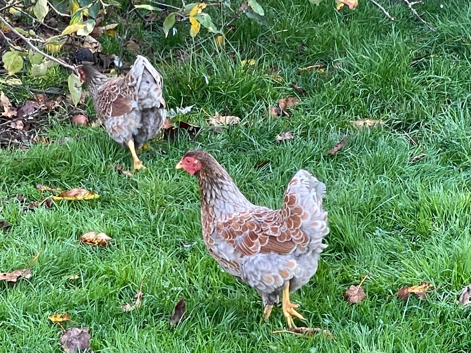 Te koop. Wyandotte, Dieren en Toebehoren