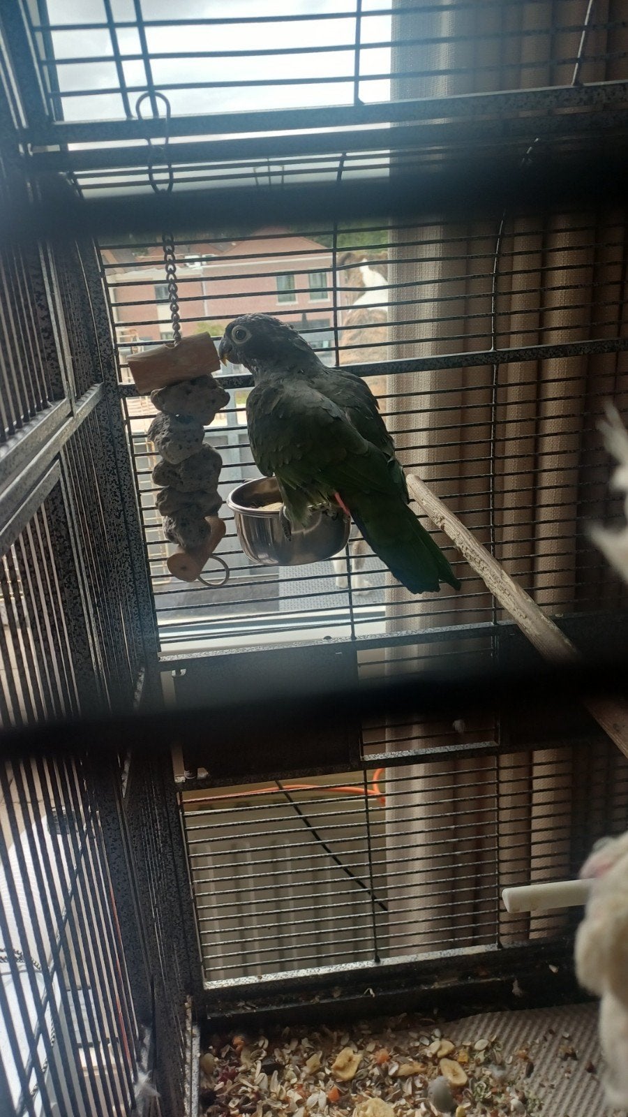 mooie pionus  papegaai, Vrouwelijk, Papegaai