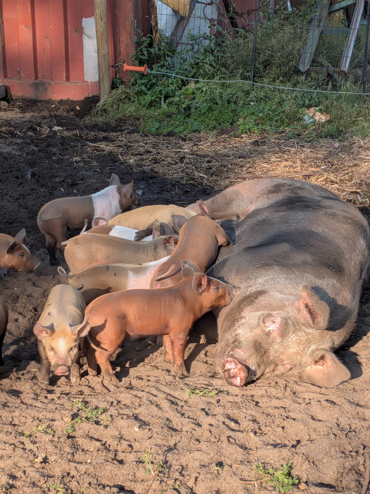 pietrain x husumer biggetjes, Dieren en Toebehoren, Meerdere dieren, Varken, 0 tot 2 jaar