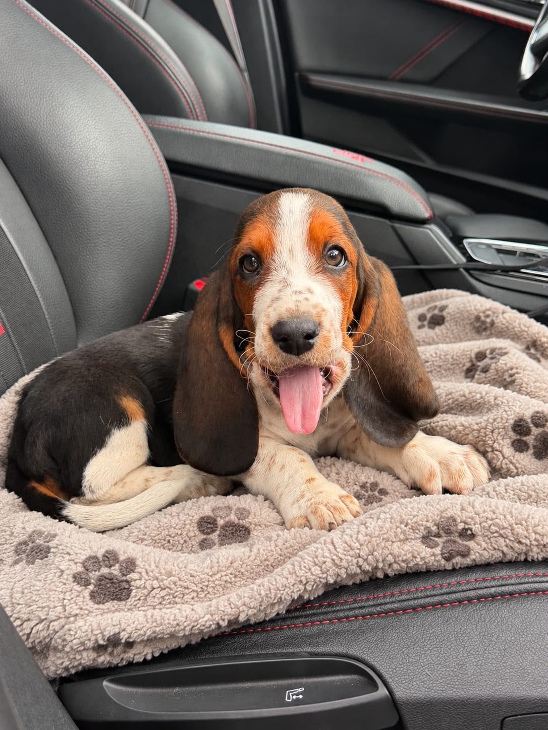 Basset hound pup, Basset, 8 tot 15 weken, Teef, Eén hond
