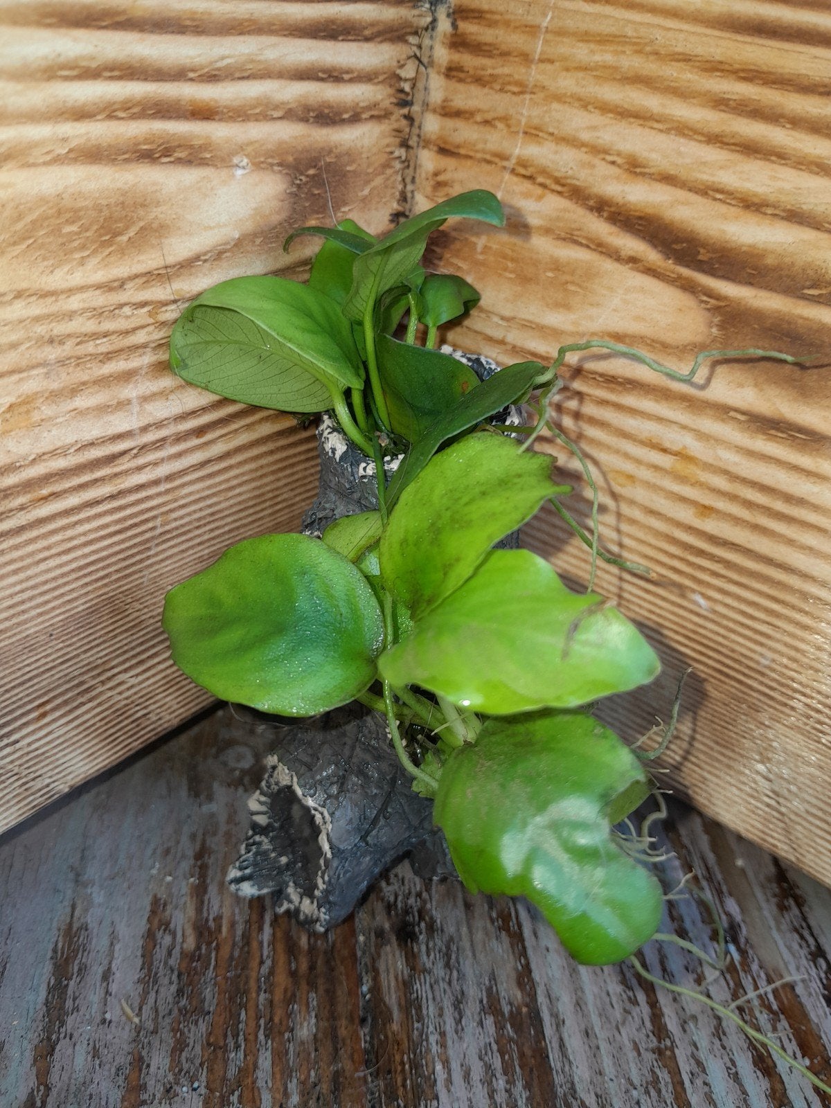 aquarium ornament met anubia, Dieren en Toebehoren, Ophalen