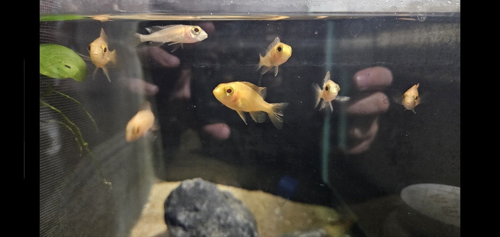 7 jonge malawi cichliden aulonacara fire fish, Vis