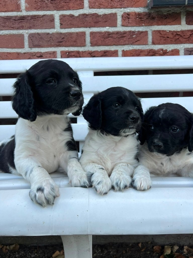 Friese Stabij pups, Dieren en Toebehoren, 8 tot 15 weken, Meerdere, Meerdere dieren, Middel