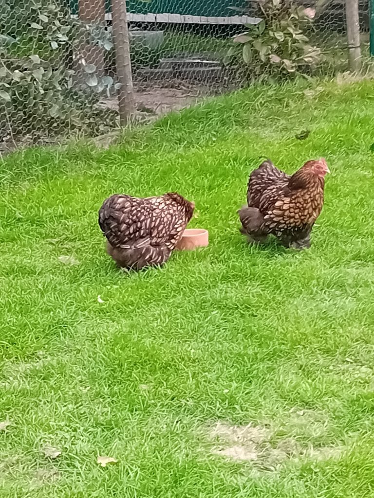 Cochin krielen, Meerdere dieren, Kip