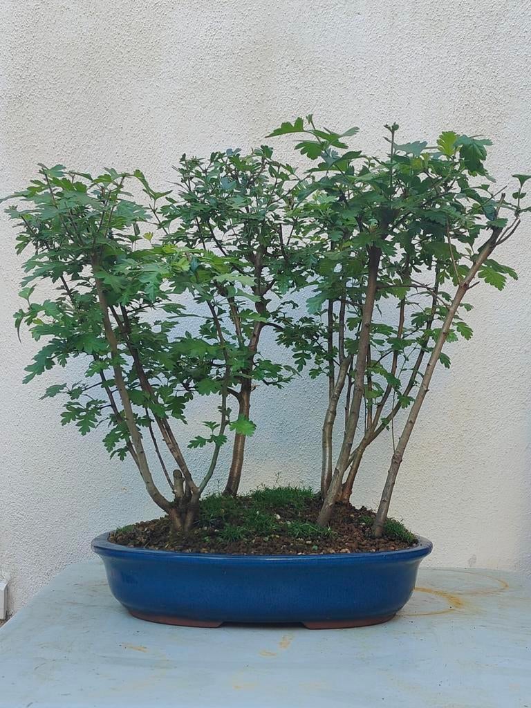 Meidoorn (Crataegus) Bonsai Bos in Blauwe Schaaltje, Ophalen, Zomer, Overige soorten, Halfschaduw