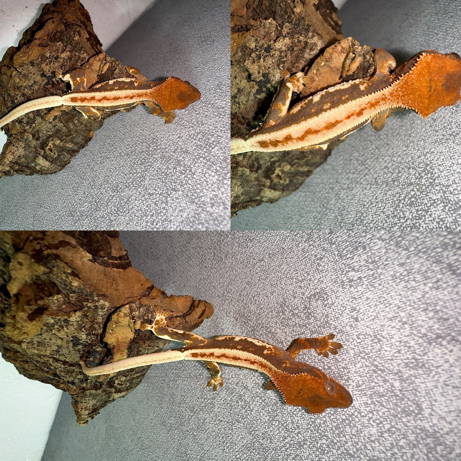 Wimpergekko baby lilly white Crested Gecko - unknown for sale from CrestieDragons