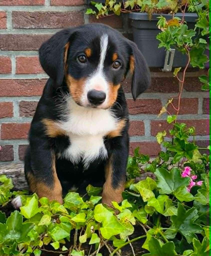 Appenzeller Sennen pups, Parvo, Overige rassen, 8 tot 15 weken, Meerdere