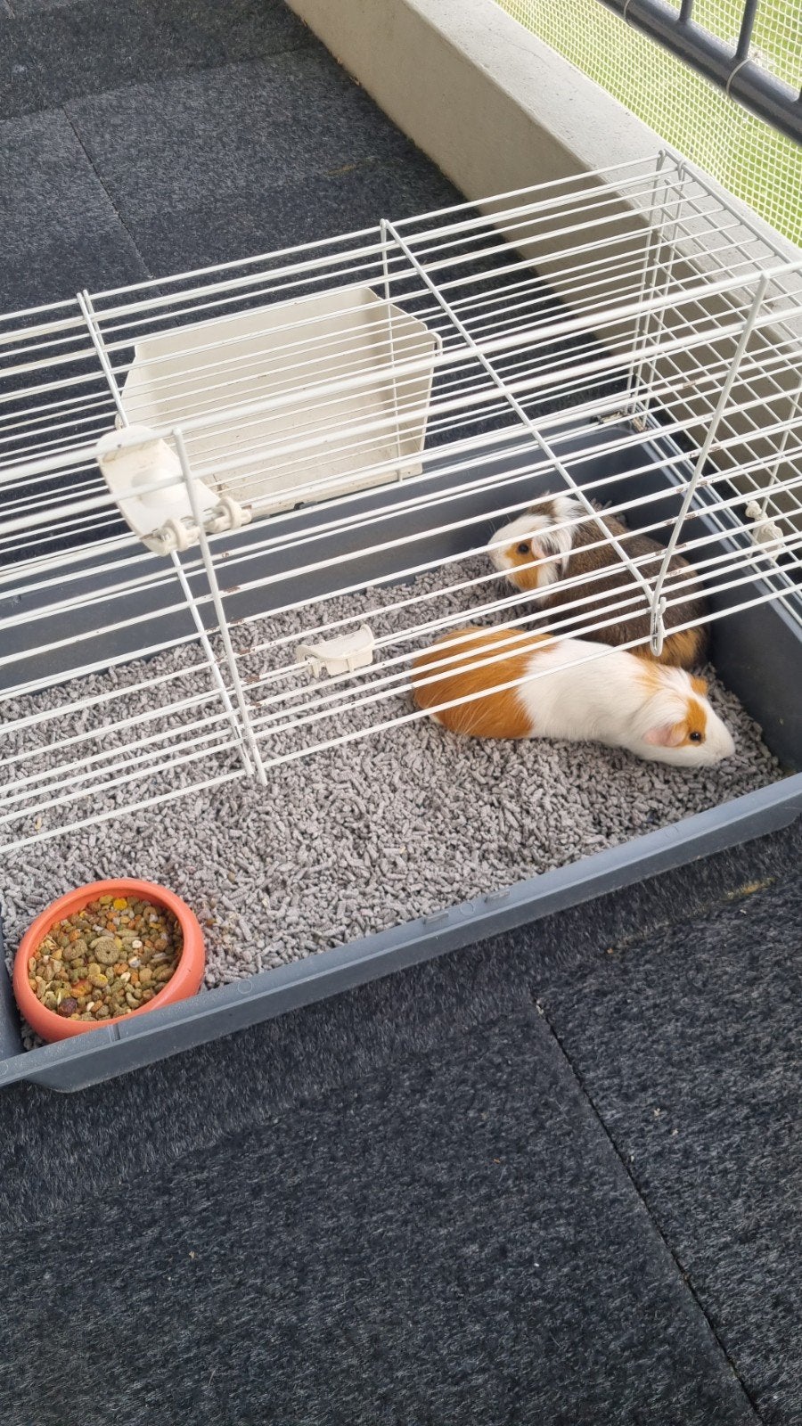 Teddy cavia's  en toebehoren, Ophalen, Kooi, Minder dan 60 cm