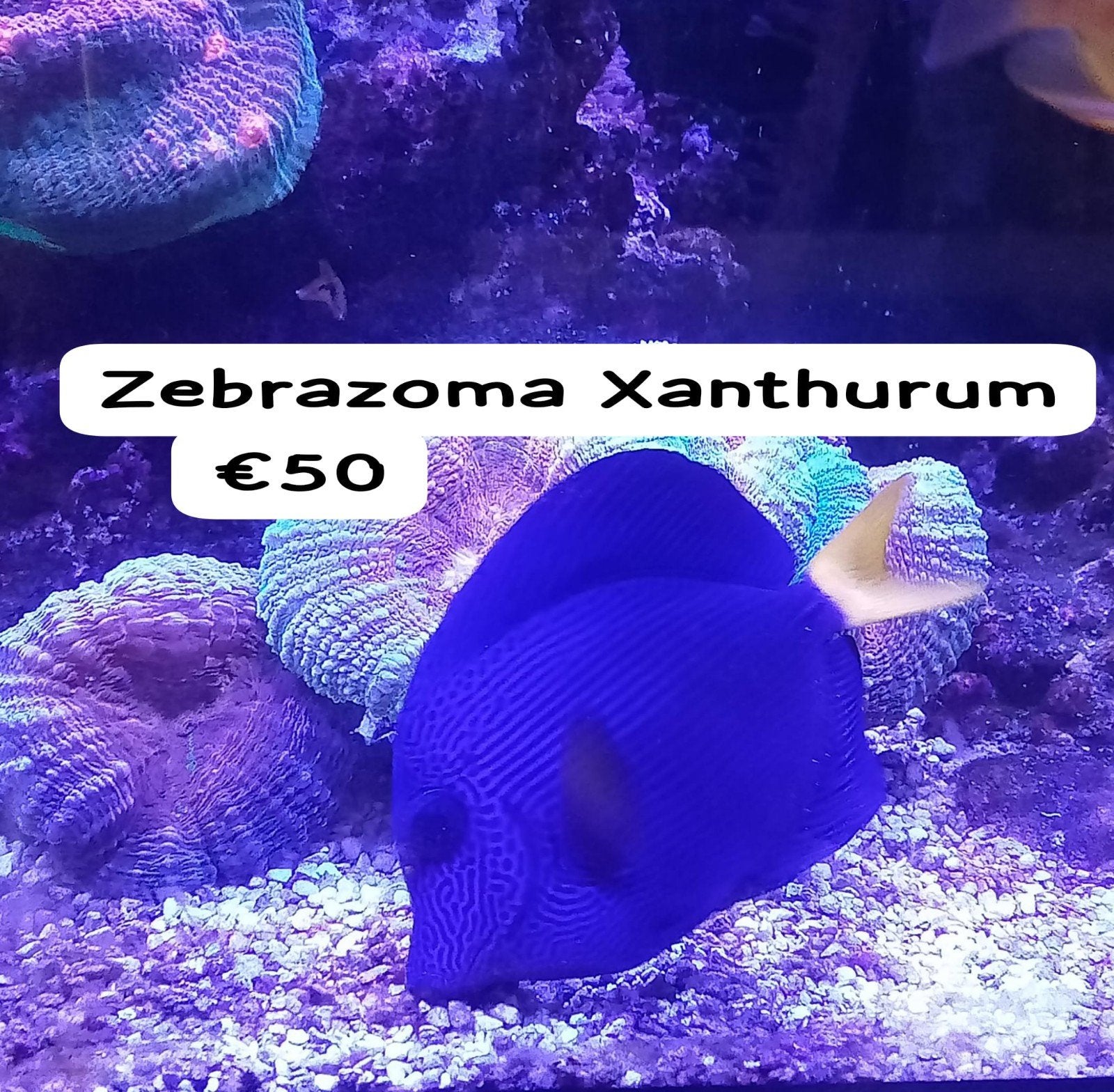 Vissen zeeaquarium, Vis, Zoutwatervis