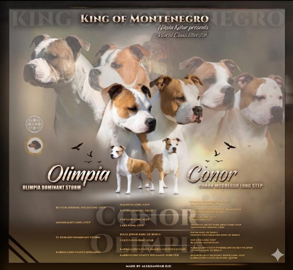 American Staffordshire Terrier, 8 tot 15 weken, Parvo, Meerdere, Meerdere dieren