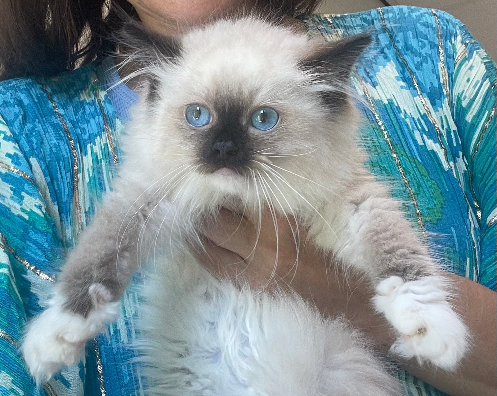 Prachtige ragdoll kittens, Meerdere dieren, Ingeënt
