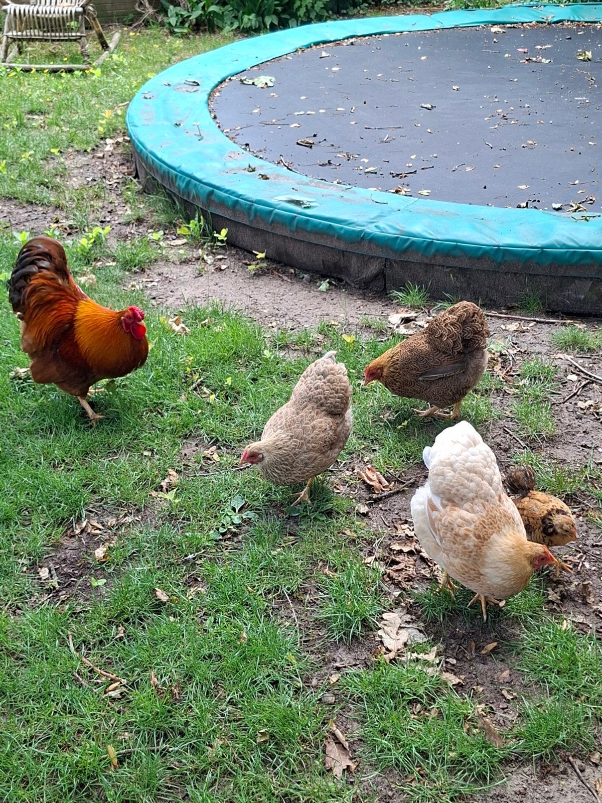 Toom Wyandotte kriel 2024, Dieren en Toebehoren, Pluimvee, Meerdere dieren, Kip