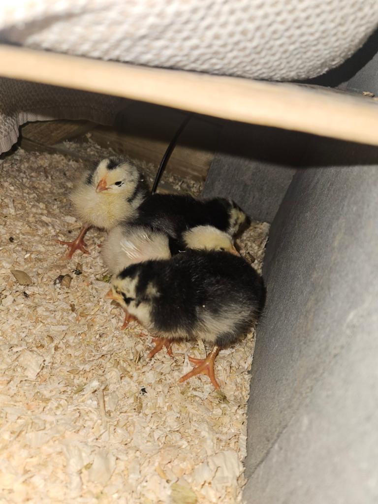 Kuikens Bonte Leghorn, Dieren en Toebehoren, Pluimvee, Geslacht onbekend, Kip