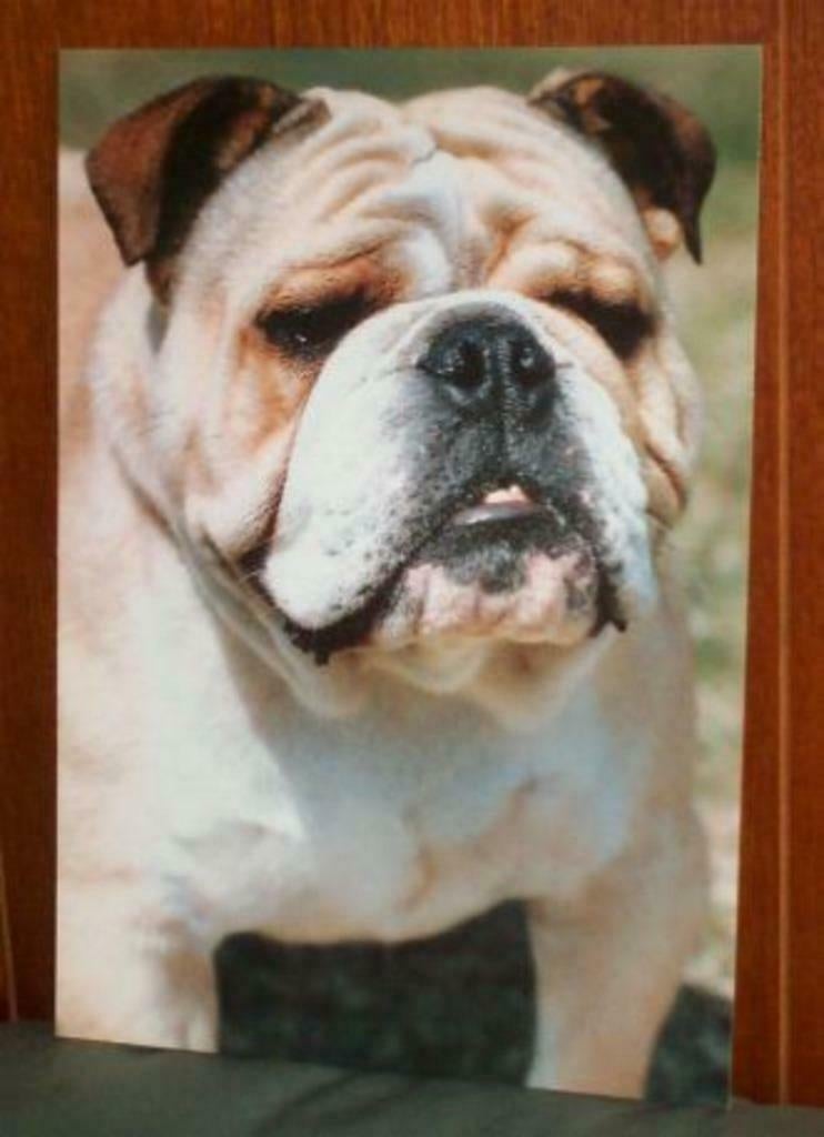 engelse bulldog bulldoggen kaarten / prent m.gunneweg 1 koop, Ophalen, Zo goed als nieuw, Hond of Kat, Beeldje of Figuurtje
