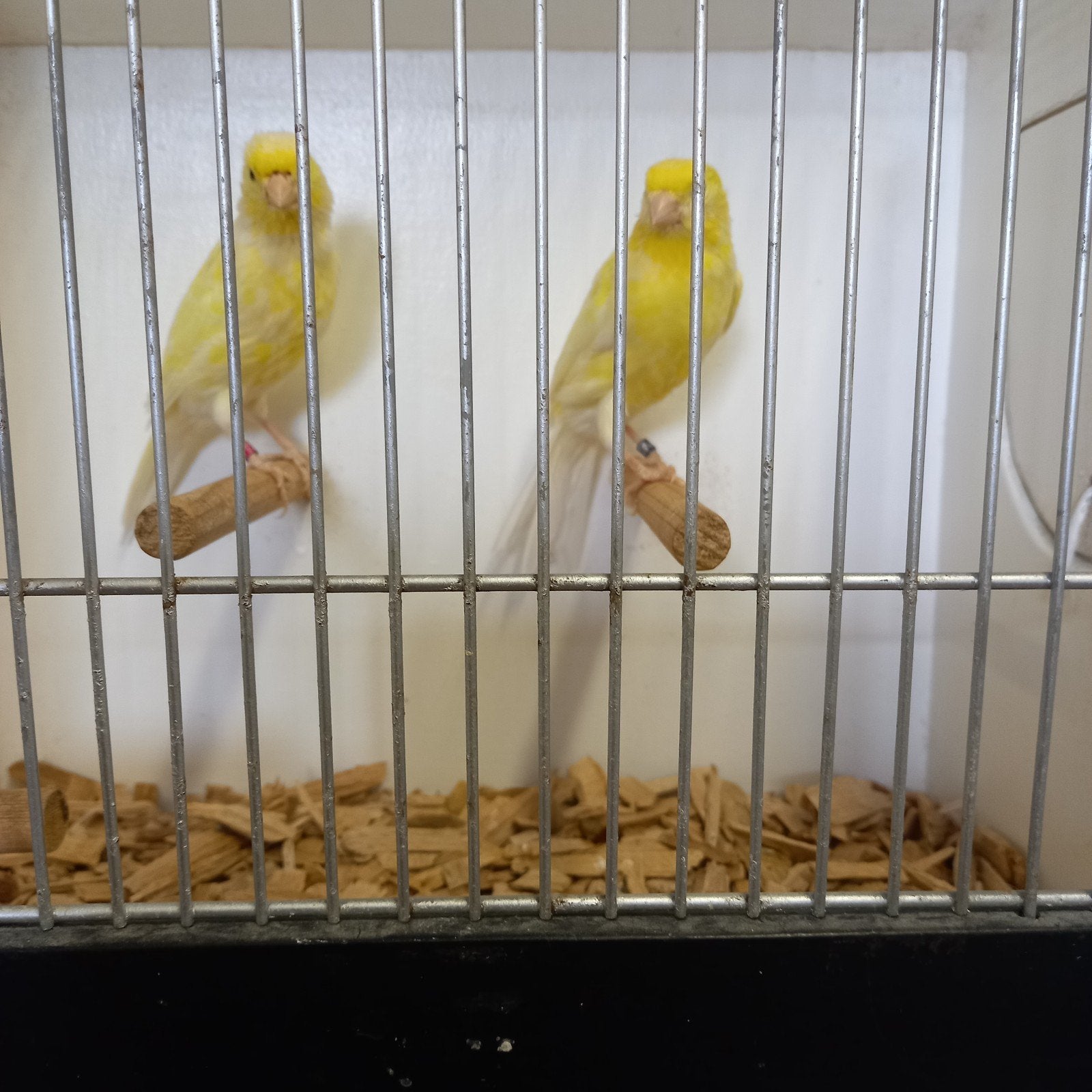 koppel waterslagers, Meerdere dieren
