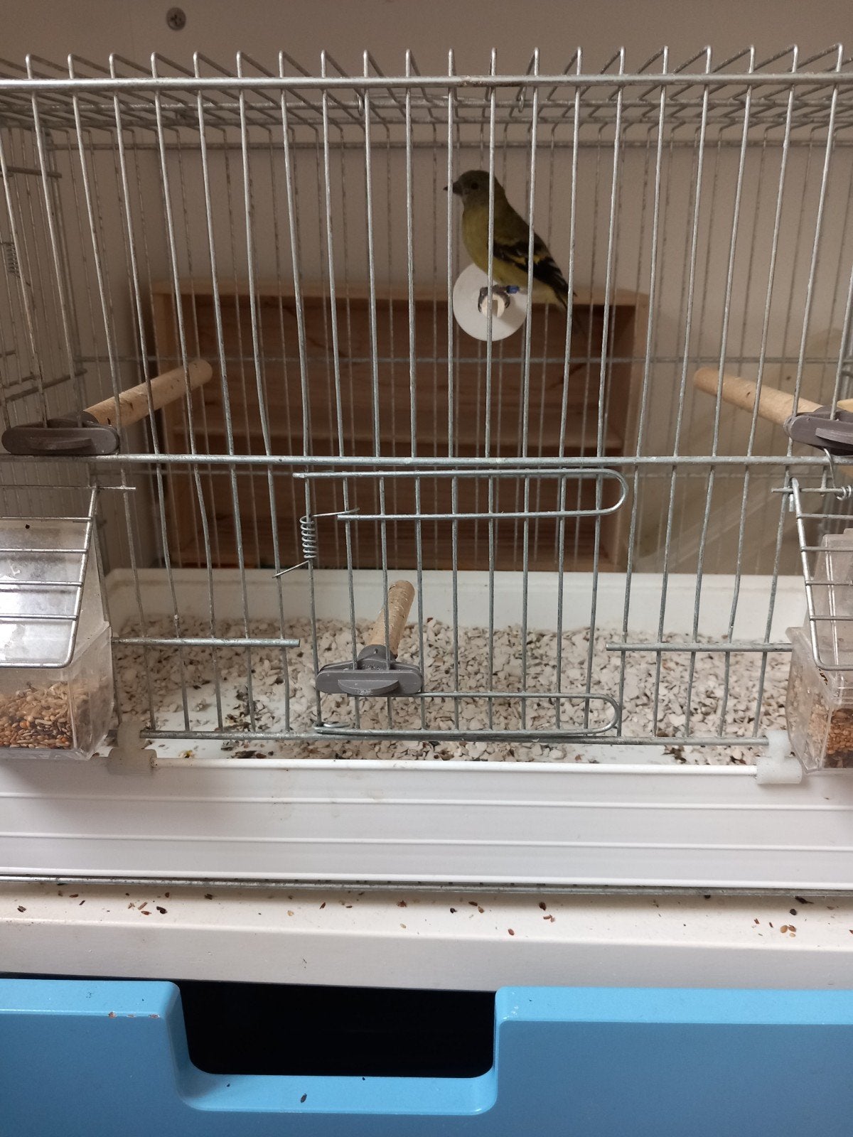 Koppel barmsijs man kneu 100 eur, Meerdere dieren