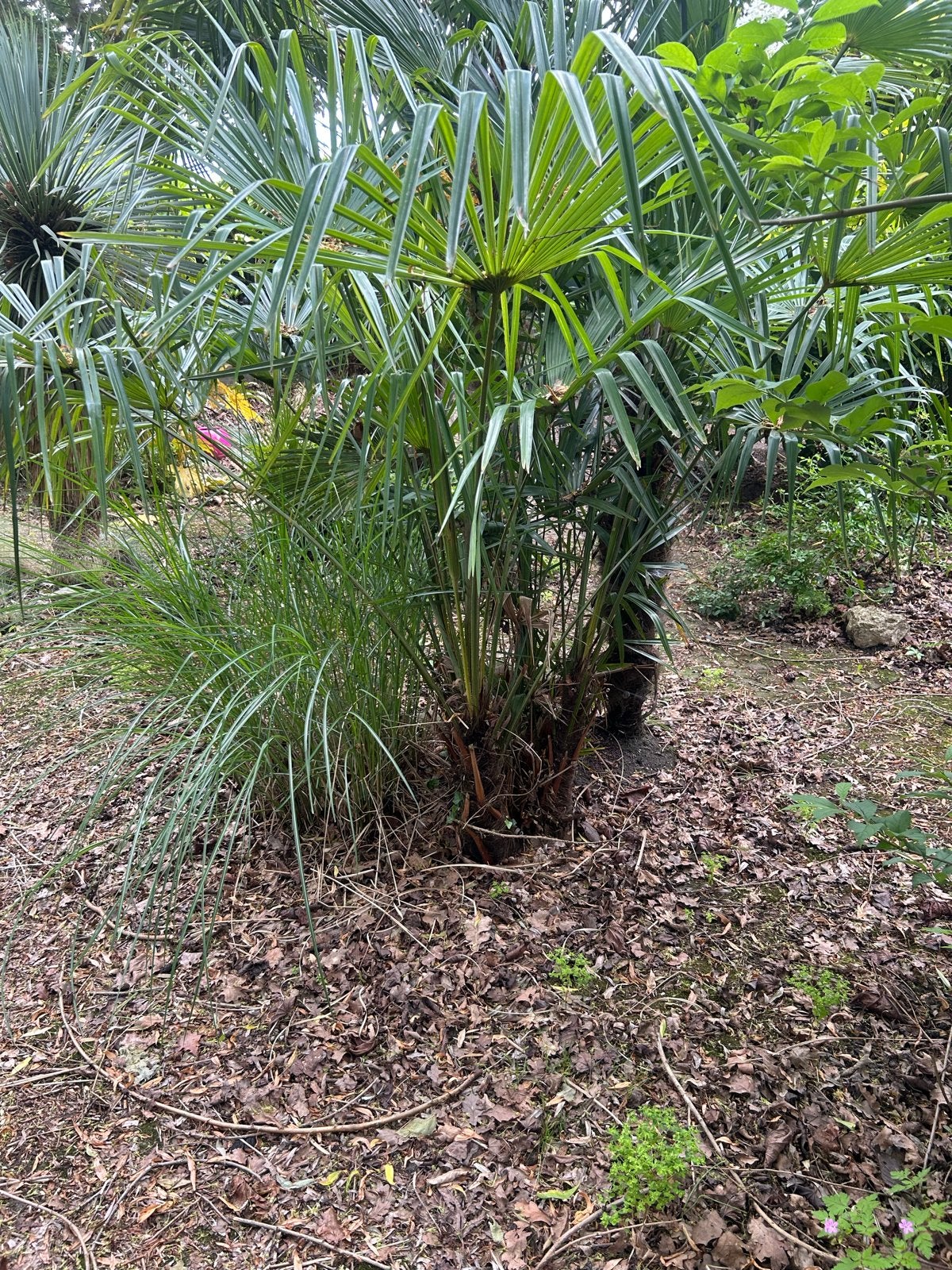 Trachycarpus Fortunei (Hennep Palm) - Winterharde Palm, Volle zon, Vaste plant, Bloeit niet, Ophalen