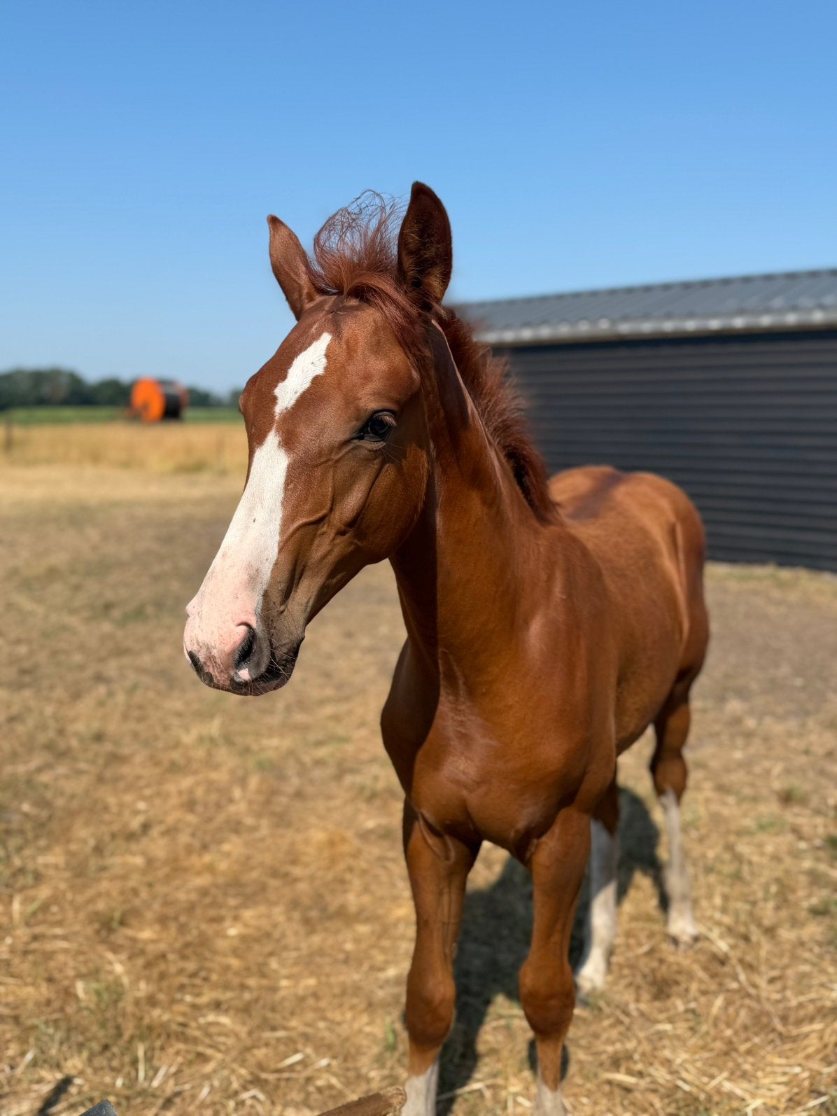 Hengst veulen, Minder dan 160 cm, Met stamboom, Dressuurpaard, 0 tot 2 jaar