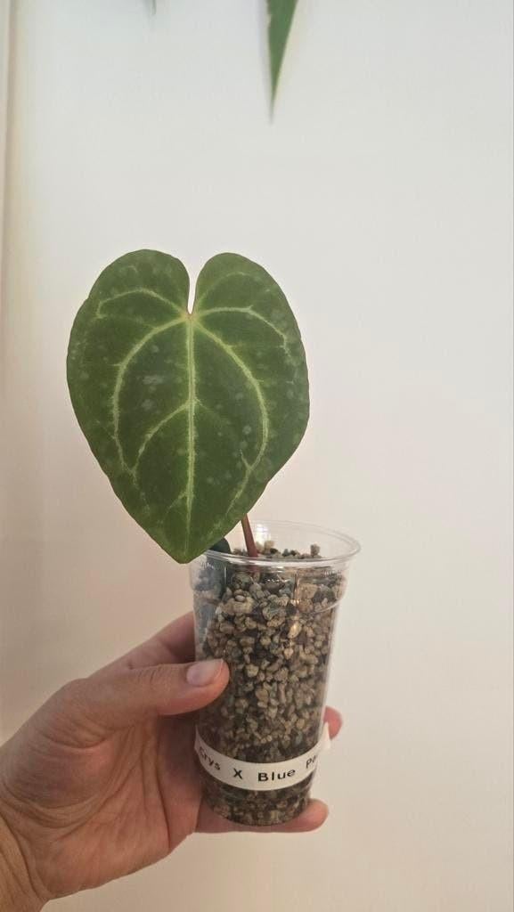 Anthurium Crystallinum x blue Papillilaminum (Crys x Papi), Overige soorten, Vaste plant, Ophalen of Verzenden, Bloeit niet